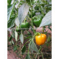 SP25 Jinkou f1 sementes de pimentão amarelo híbrido capsicum sementes